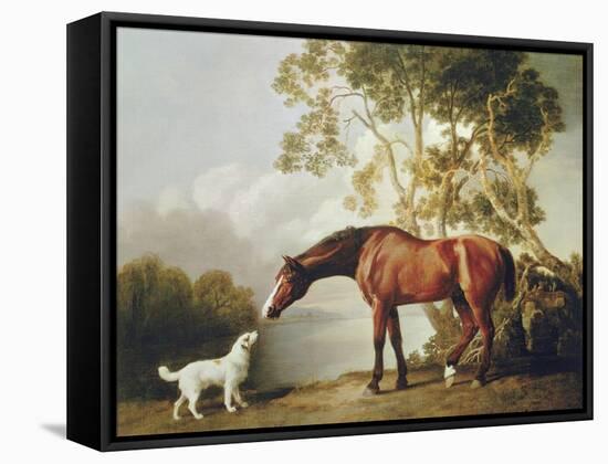 Bay Horse and White Dog-George Stubbs-Framed Stretched Canvas