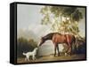 Bay Horse and White Dog-George Stubbs-Framed Stretched Canvas