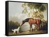 Bay Horse and White Dog-George Stubbs-Framed Stretched Canvas