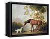 Bay Horse and White Dog-George Stubbs-Framed Stretched Canvas