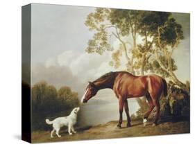 Bay Horse and White Dog-George Stubbs-Stretched Canvas