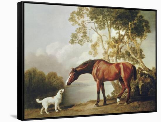 Bay Horse and White Dog-George Stubbs-Framed Stretched Canvas