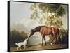 Bay Horse and White Dog-George Stubbs-Framed Stretched Canvas