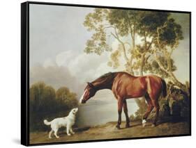 Bay Horse and White Dog-George Stubbs-Framed Stretched Canvas