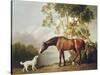 Bay Horse and White Dog-George Stubbs-Stretched Canvas