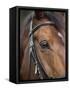Bay Horse in Bridle-null-Framed Stretched Canvas
