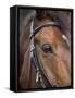 Bay Horse in Bridle-null-Framed Stretched Canvas