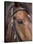 Bay Horse in Bridle-null-Stretched Canvas