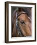 Bay Horse in Bridle-null-Framed Premium Photographic Print