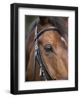 Bay Horse in Bridle-null-Framed Premium Photographic Print