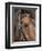 Bay Horse in Bridle-null-Framed Premium Photographic Print