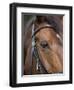 Bay Horse in Bridle-null-Framed Premium Photographic Print