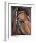 Bay Horse in Bridle-null-Framed Premium Photographic Print