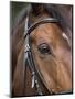 Bay Horse in Bridle-null-Mounted Premium Photographic Print