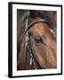 Bay Horse in Bridle-null-Framed Photographic Print