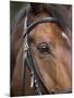 Bay Horse in Bridle-null-Mounted Photographic Print