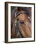 Bay Horse in Bridle-null-Framed Photographic Print