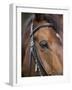 Bay Horse in Bridle-null-Framed Photographic Print