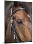 Bay Horse in Bridle-null-Mounted Photographic Print