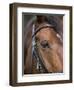 Bay Horse in Bridle-null-Framed Photographic Print