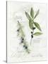 Bay Leaf and Juniper-Elissa Della-piana-Stretched Canvas