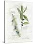 Bay Leaf and Juniper-Elissa Della-piana-Stretched Canvas