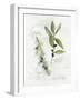 Bay Leaf and Juniper-Elissa Della-piana-Framed Art Print