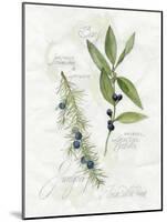 Bay Leaf and Juniper-Elissa Della-piana-Mounted Art Print