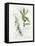 Bay Leaf and Juniper-Elissa Della-piana-Framed Stretched Canvas