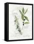 Bay Leaf and Juniper-Elissa Della-piana-Framed Stretched Canvas