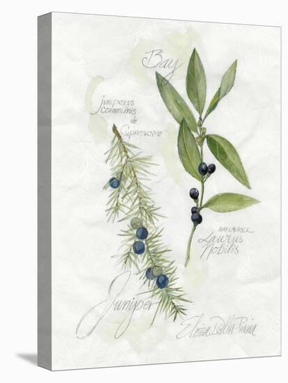 Bay Leaf and Juniper-Elissa Della-piana-Stretched Canvas