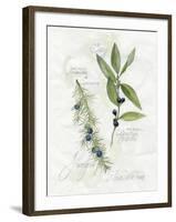 Bay Leaf and Juniper-Elissa Della-piana-Framed Art Print