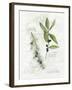 Bay Leaf and Juniper-Elissa Della-piana-Framed Art Print