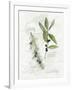 Bay Leaf and Juniper-Elissa Della-piana-Framed Art Print