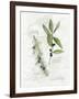 Bay Leaf and Juniper-Elissa Della-piana-Framed Art Print