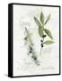 Bay Leaf and Juniper-Elissa Della-piana-Framed Stretched Canvas