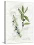 Bay Leaf and Juniper-Elissa Della-piana-Stretched Canvas