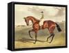 Bay Middleton, winner of the Derby in 1836, after John Frederick Herring-John Frederick Herring II-Framed Stretched Canvas