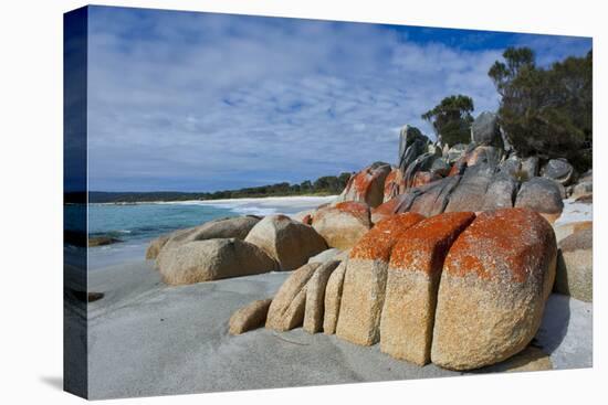 Bay of Fire, Voted One of the Most Beautiful Beaches in the World, Tasmania, Australia, Pacific-Michael Runkel-Stretched Canvas