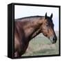 Bay Quarter Horse Stallion, Longmont, Colorado, USA-Carol Walker-Framed Stretched Canvas