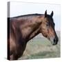 Bay Quarter Horse Stallion, Longmont, Colorado, USA-Carol Walker-Stretched Canvas