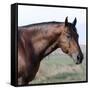 Bay Quarter Horse Stallion, Longmont, Colorado, USA-Carol Walker-Framed Stretched Canvas