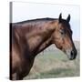 Bay Quarter Horse Stallion, Longmont, Colorado, USA-Carol Walker-Stretched Canvas