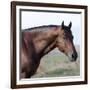 Bay Quarter Horse Stallion, Longmont, Colorado, USA-Carol Walker-Framed Photographic Print