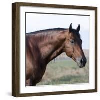 Bay Quarter Horse Stallion, Longmont, Colorado, USA-Carol Walker-Framed Photographic Print