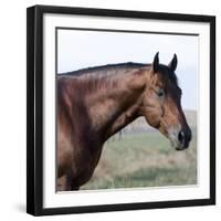 Bay Quarter Horse Stallion, Longmont, Colorado, USA-Carol Walker-Framed Photographic Print