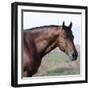 Bay Quarter Horse Stallion, Longmont, Colorado, USA-Carol Walker-Framed Photographic Print