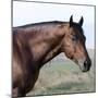 Bay Quarter Horse Stallion, Longmont, Colorado, USA-Carol Walker-Mounted Photographic Print