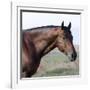 Bay Quarter Horse Stallion, Longmont, Colorado, USA-Carol Walker-Framed Photographic Print