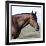 Bay Quarter Horse Stallion, Longmont, Colorado, USA-Carol Walker-Framed Photographic Print